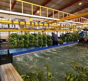 Récolte fraîche Origine éthique Ferme directe en vrac Vert Organique Cavendish Banane Haute Qualité Cultivée dans la Nature 10kg Vente en gros - Product Image 4