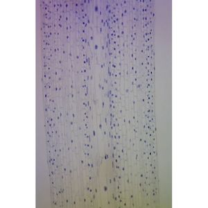 Lames préparées pour microscope : pointe de racine d'oignon Allium L.S. pour l'étude de la mitose - Product Image 1