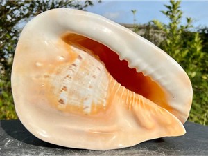 King Horned-casco de conchas marinas, 100% espécimen auténtico, Linne, proveedor de Vietnam - Product Image 5