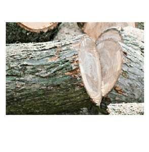 Troncos de madera de olmo de madera dura resistente a la venta a precio económico para aserraderos y carpintería - Product Image 6