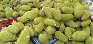 Suministro de Jackfruit Joven Congelado OEM para Cadenas de Minoristas y Distribuidores de Marca Privada - Product Image 2