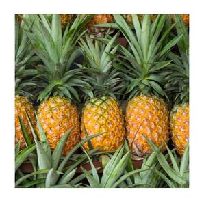 <b>Fresh</b> <b>Pineapple</b> Wholesale - Premium Quality and Competitive Price - Product Image 1