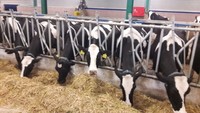Nouveaux systèmes d'alimentation pour bétail Kocaksan-Sayginlar, système de verrouillage pour mangeoire animale, insertion bidirectionnelle, galvanisé/non peint noir