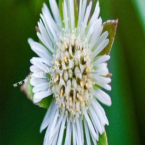Polvo de Bhringraj Indio Certificado, 100% Orgánico, Herbal, Triplemente Refinado, Natural, ISO - Product Image 6