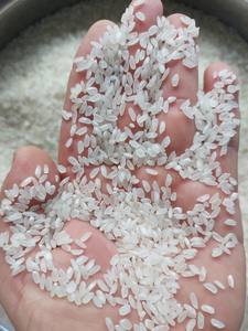 #1 Arroz Calrose-Arroz de grano medio premium-Arroz Camolino - Product Image 2