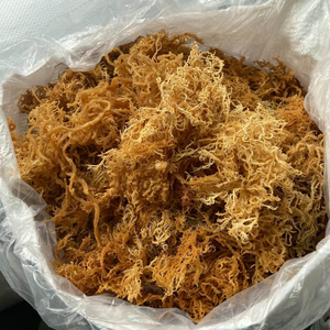 มอสไอริช Eucheuma cottonii แห้งสำหรับใช้เป็นอาหารและเครื่องดื่ม - Product Image 4