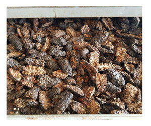 Fruta Noni seca Premium de Vietnam para exportación de alta calidad Morinda Citrifolia rodajas de Noni secas a granel y polvo a bajo precio - Product Image 3