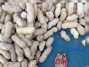 Chất lượng tốt nhất mới Chứng Khoán đậu phộng để bán/tốt giá xuất khẩu chất lượng đậu phộng - Product Image 3