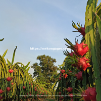 Fournisseur du meilleur fruit du dragon blanc frais doux petite peau origine naturelle quoi. app84972678053