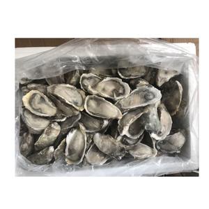 Huîtres demi-coquille de qualité supérieure, durée de conservation de 18 mois, vente en gros d'huîtres congelées, origine Belgique - Product Image 3