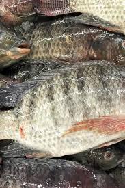 Pescado Tilapia Negro Entero Congelado, Preservación IQF, Bajo en Carbohidratos, Grado A, Empacado a Granel, Calidad de Exportación, En Venta - Product Image 6