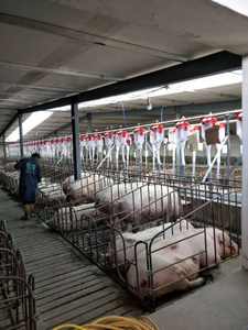 Dispensador de alimentación seca automático para alimentador automático de cerdos Dispensador automático de alimentador automático de cerdos - Product Image 3