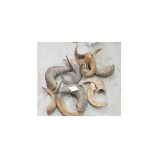 Cuerno de Vaca al por Mayor, Etiqueta Privada Personalizada, Forma Natural, Origen China, Decoración Náutica para el Hogar, Regalo Empresarial, Bolsa de 25 kg - Product Image 2