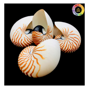 Coquille Nautilus Polie, Grande Coquille Nautilus, Fournisseur Décoratif de Coquille Nautilus pour Bijoux et Objets de Collection de Luxe - Product Image 6
