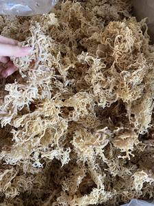 Wildcrafted <b>SEAWEED</b> - EUCHEUMA COTTONII Laver Dried Seasoned Bag Packaging With High Quality - Product Image 6