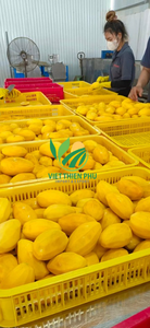 Mango congelado de alta calidad del fabricante de VIET THIEN PHU de confianza Vietnam-Producto caliente de abril con embalaje a granel de sabor dulce - Product Image 4