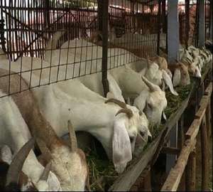 NUEVO PRODUCTO: Estructura de Acero Ligero ASTM para Ganado de la Marca Makamane, con Servicios de Soldadura, Corte y Doblado - Product Image 3