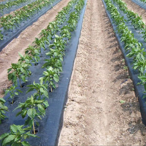 CENPLAS Vietnam - Extruding Type Roll Molding Plastic Mulch for <b>Farming</b>, Crop Protection, and OEM Custom Manufacturing - Product Image 5