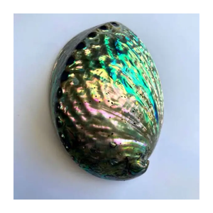Piedra preciosa brillante pulida de concha de abulón Natural de Vietnam para suministros de joyería, manualidades y decoración con tema oceánico - Product Image 3