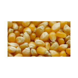 ข้าวโพดสีเหลือง/สีขาวจำนวนมาก - Product Image 1