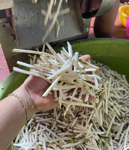 Notre soursop séché répond aux normes d'exportation, adapté à tous les marchés exigeants - Product Image 5