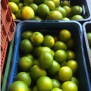 Naranjas Navel Frescas de Primera Calidad, Alto Grado Premium, Alto Contenido de Brix 12%+, Alto Contenido de Jugo, Certificadas para Exportación - Product Image 5