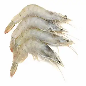 Crevettes et crevettes congelées adultes de qualité Ventes en gros