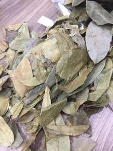Soursop graviola leaf dried <b>evenly</b> with clean texture and consistent size for wholesale and global trade - Product Image 3