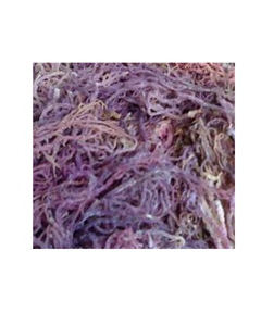 ALGUES EN COTTONII BIOLOGIQUE PURE POUR COMPLÉMENT ALIMENTAIRE ENTIER ET SUPPORT ALIMENTAIRE NATUREL - Product Image 1