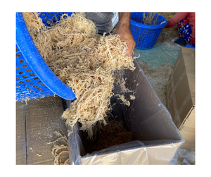 Venta al por mayor orgánico Cottonii Seamoss Premium secado mar musgo Natural puro superalimento suministro a granel sin GMO sin gluten exportación Vietnam - Product Image 5