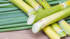 Canne à sucre congelée du Vietnam VDELTA |   Traitement propre |   Vente en gros - Product Image 4