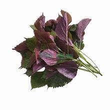 POLVO DE HOJA DE PERILLA ORGÁNICA PARA EL EQUILIBRIO INMUNE Y LA VIDA VERDE LIMPIA CON NUTRICIÓN BOTÁNICA - Product Image 2