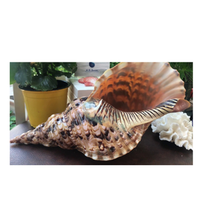 Coquilles en spirale marines uniques pour les concepteurs de mariage, les fabricants de cadeaux, les amateurs d'aquarium et les projets de décoration sur le thème de l'océan - Product Image 1
