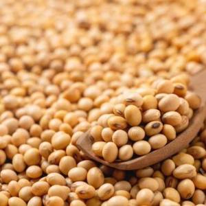 Graines de soja jaunes biologiques riches en protéines, sans OGM, en gros direct usine - Qualité supérieure Grade 1, récolte la plus récente, 25 kg en vrac - Product Image 1