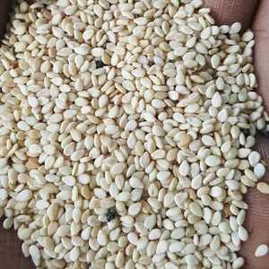 Organic Premium Natural White Sesame Seeds PP Material Raw and <b>Dried</b> Food Processing <b>Planting</b> Style - Product Image 2