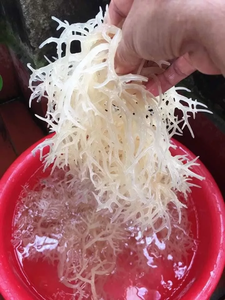 มอสจากทะเลงานฝีมือป่าจากมหาสมุทรเวียดนาม/Eucheuma cottonii spinosum-Bella - Product Image 6