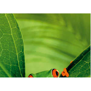 Rompecabezas Educativo Personalizado para Niños - Rompecabezas de Madera y Cartón con Diseño de Rana, Material de Cartón, Logotipo Impreso, Juguete de Emparejamiento de Animales - Product Image 1