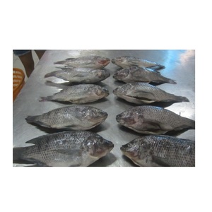 Tilapia Negra Congelada - Suministro al por Mayor de Tilapia Negra - Product Image 6