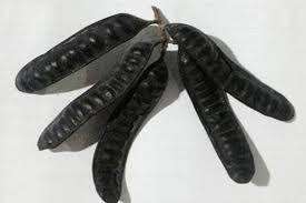 ราคาที่ดีที่สุดสำหรับตัวเลือกชั้นนำจากประเทศเวียดนาม // Premium Gleditsia sinensis // 100% ธรรมชาติ // ดีต่อสุขภาพ - Product Image 2