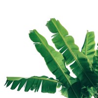 Feuille de bananier fraîchement achetée pour assurer une feuille de bananier de bonne qualité pour cuisiner, envelopper ou servir les aliments