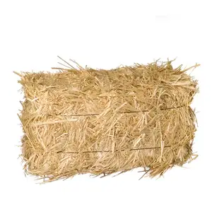 alfalfa hay for animal feeding and seeds cheap alfalfa hay bales packing bulk suppliers cattle fe