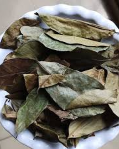 FABRICANT DE FEUILLES DE COROSSOL SÉCHÉES DU VIETNAM - Product Image 2