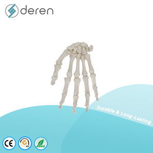 Modelo de Esqueleto de Mano Humana DRS1082 con Única y Radio, Tamaño Real Anatómico, PVC, para Enseñanza y Estudio Médico - Product Image 4