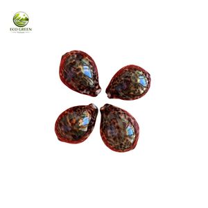 Coquillages de mer vietnamiens de qualité supérieure, coquillages de cauris et de fer pour la décoration de la maison, l'aménagement d'aquariums, les souvenirs et la fabrication de cadeaux - Product Image 6