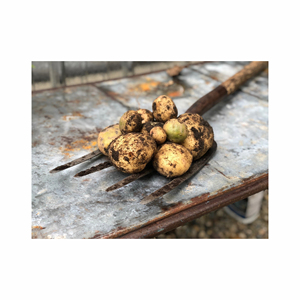 Patatas amarillas doradas frescas, patatas frescas orgánicas, patata blanca de alta calidad, buenas verduras, Exportación fresca, precio al por mayor - Product Image 3