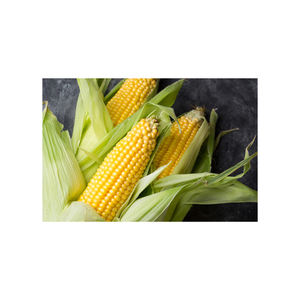 Maíz amarillo sin OGM para consumo humano Maíz dulce seco Proveedores de maíz exquisito - Product Image 6