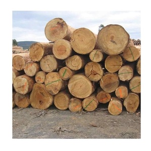 Bûches d'eucalyptus - Directement de la forêt, prix de gros - Product Image 6