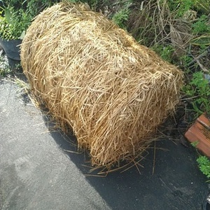 ฟางข้าวสาลีสำหรับเลี้ยงสัตว์ฟางข้าวแห้งแบบ100% - Product Image 6