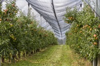 Filets anti-grêle Fortune Agro Net en plastique extrudé blanc, fabriqués en Inde
