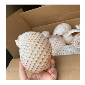 Lujosas conchas marinas decorativas para bodas costeras de arte DIY y proyectos artesanales únicos hechos a mano - Product Image 4